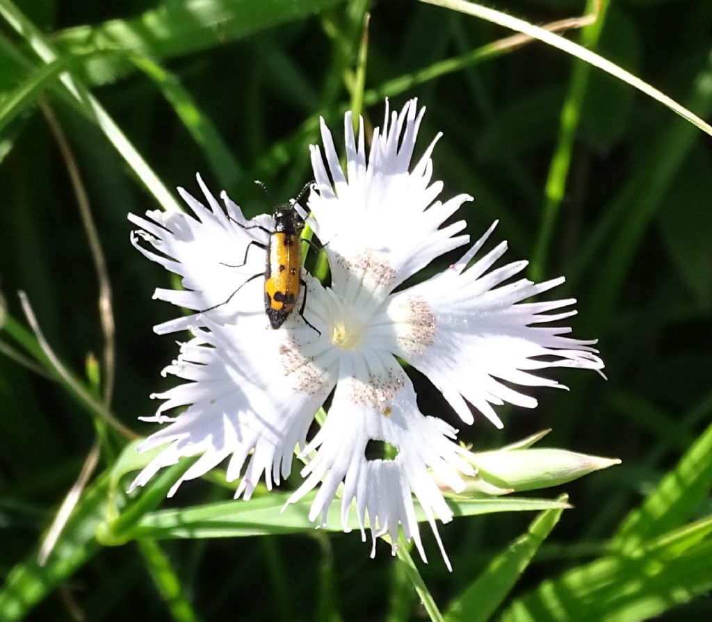 Meloidae sul Gran Sasso: Mylabris (Micrabris) flexuosa